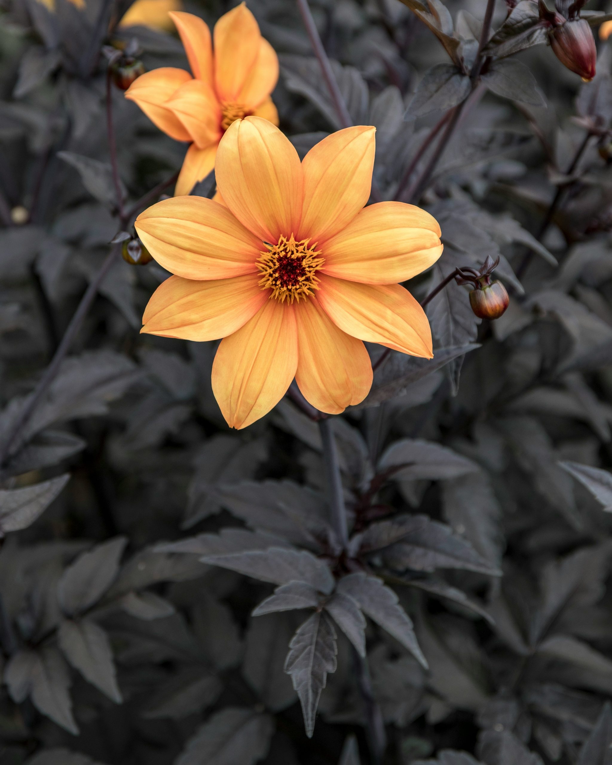 Photo by Christine Tutunjian on Unsplash